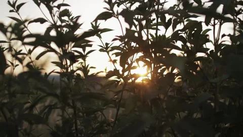 Nature Sunset 動画素材 137984196