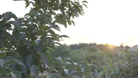 Nature at sunset Stock Footage 160148229