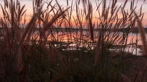 Nature at sunset Stock Footage 228404938