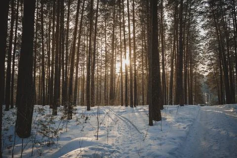 Nature sunset forest trees rays of light snow winter paths forest belt nature Stock Photos