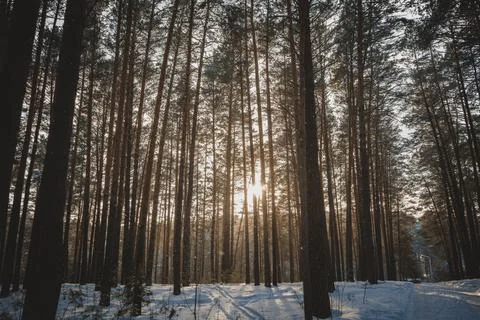 Nature sunset forest trees rays of light snow winter paths forest belt nature Stock Photos
