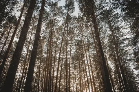 Nature sunset forest trees rays of light snow winter paths forest belt nature Stock Photos
