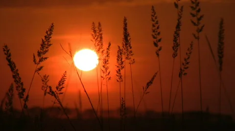 Nature on sunset III. Stock Footage 460334