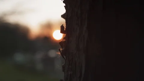 Nature - Sunset reaveal behind a tree trunk Stock Footage 118979295