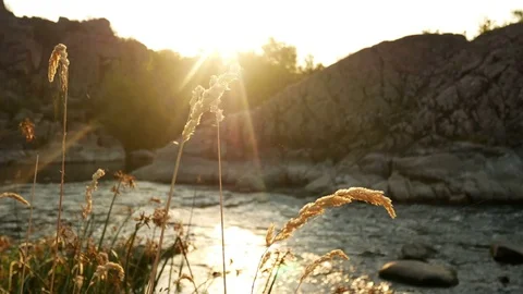 Nature sunset river plants Stock Footage 78706428