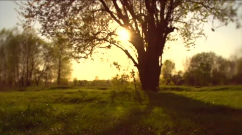 Nature sunset scene. Big old tree in golden sunlight in a forest or park. Field Stock-Footage 50038080