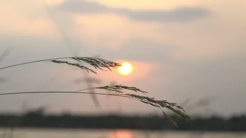 Nature at sunset in summer Stock Footage 241709362
