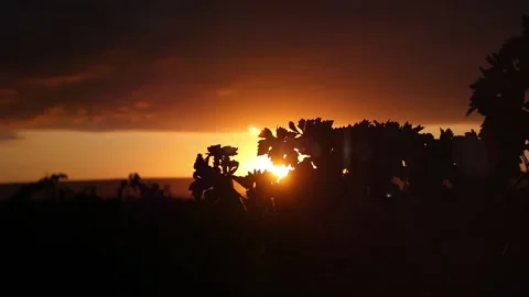 Nature sunset view backlighting vineyard Stock Footage 198182715