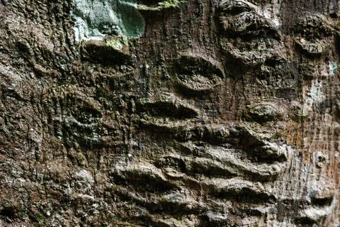 Nature surface of rough brown bark with textures of old trees in tropical for Stock Photos