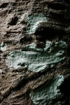 Nature surface of rough brown bark and green lichenwith textures of old trees Stock Photos