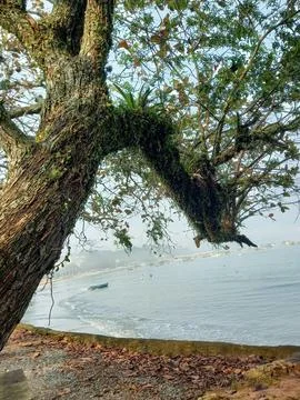 Nature surrendering to the sea Stock Photos