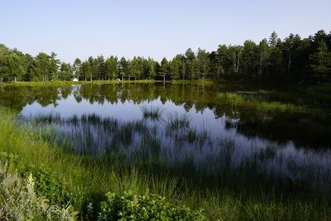 Nature surrounded by pine trees around the lake Stock Photos