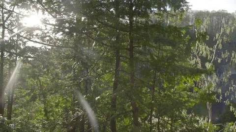 Nature Surrounded Waterfall  Vídeo Stock 81977127