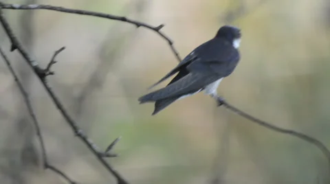 Nature. swallow fledgling balancing on tree twig Stock Footage 37238030