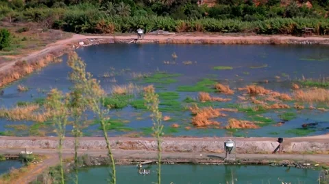 Nature Swamp Stock Footage 10928557