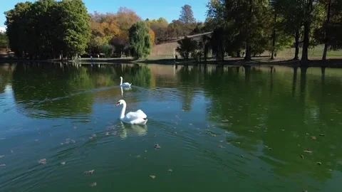 Nature Swan Lake Stock Footage 254417551