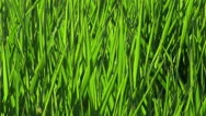 Nature Sweden Summer Perfect Lush Green Grass Background Wind Closeup 4K Nature Stock Footage
