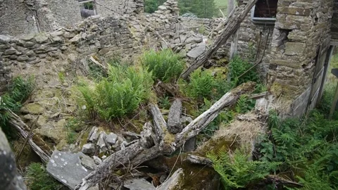 Nature takes over Stock Footage 313532631