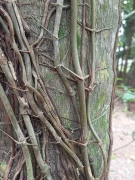 Nature taking its course Stock Photos