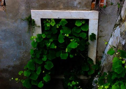 Nature taking over window in old building. Stock Photos