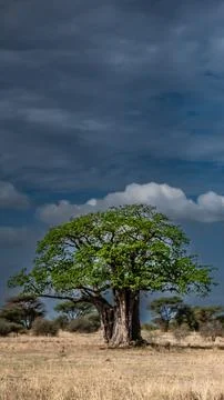 Nature in Tanzania Stock Photos