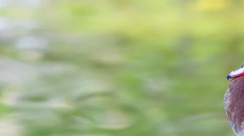 Nature of teal on the water. Stock Footage 51663870