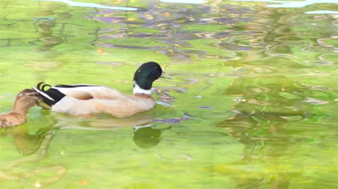 Nature of teal on the water. Stock Footage 51933577