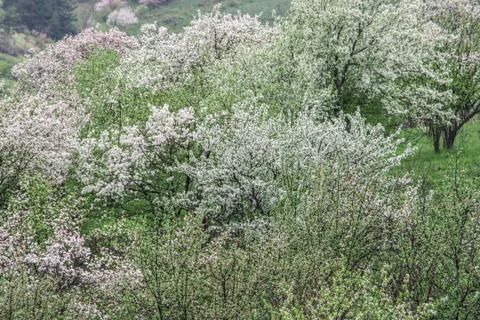 Nature in Tekeli. Spring. Stock Photos