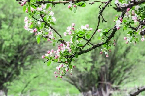 Nature in Tekeli. Spring. Stock Photos