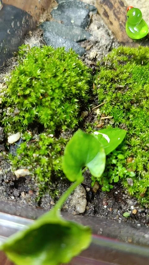 Nature of Terrarium Stock Footage 323465985