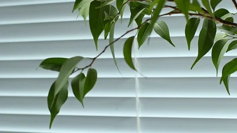 Nature text, Window and louver, flower pot Stock Footage 95842775