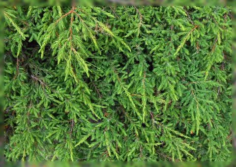 Nature texture background green Stock Photos