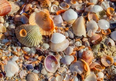 Nature as texture. Closeup. Stock Photos