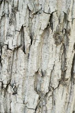 Nature texture: light color tree bark Stock Photos