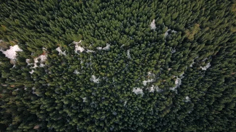 Nature Texture Pattern Aerial of Forest Trees and Early Winter Snow Stock Footage 143228565