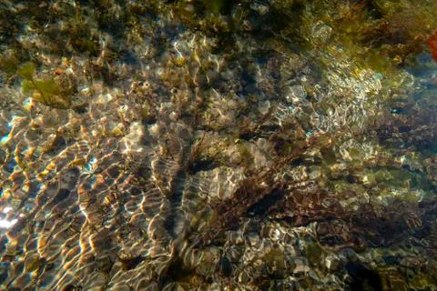 Nature as a texture. Stock Photos