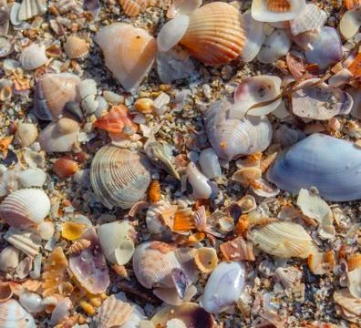 Nature as texture. Stock Photos