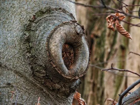 Nature Texture Study. Rustic Forest Bark Details. Textured Bark And Twigs O.. Stock Photos
