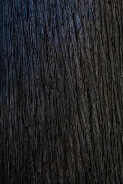 Nature texture of tree trunk. Stock Photos