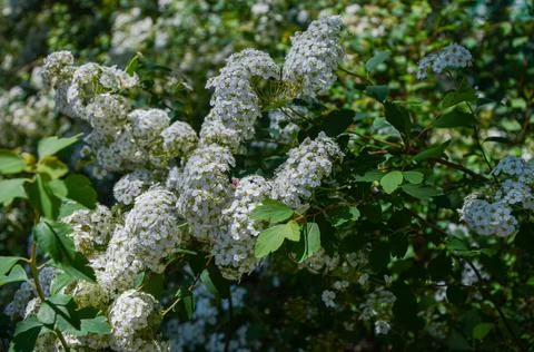 Nature texture of white flowers in spring Stock Photos