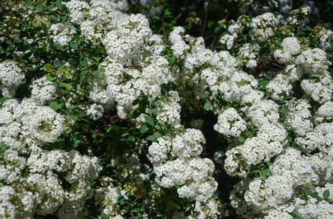 Nature texture of white flowers in spring Stock Photos