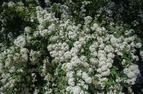 Nature texture of white flowers in spring Stock Photos