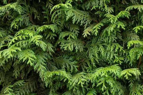 Nature textures for the summer Foto stock
