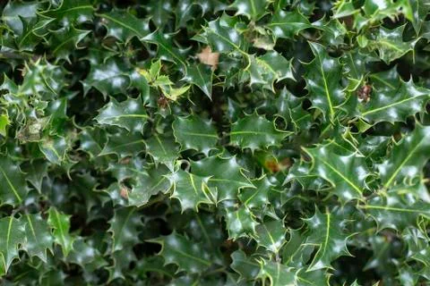 Nature textures for the summer Stock Photos
