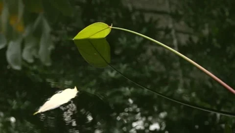 Nature in Thailand Video stock 8640743