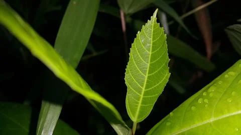 Nature theme backgrounds and wallpapers. Stock Photos