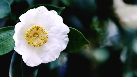 Nature-themed wallpapers Stock-Footage 330854045