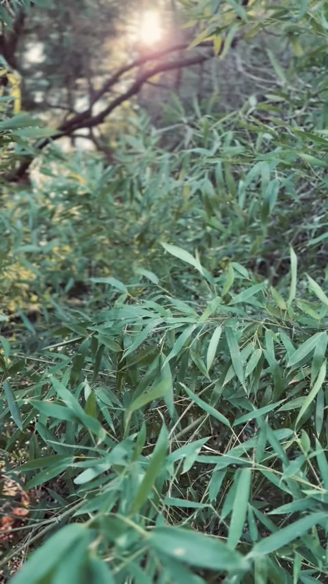 Nature-themed wallpapers Stock Footage 330874371