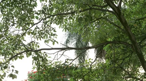 Nature Time Lapse Stock Footage 8831453