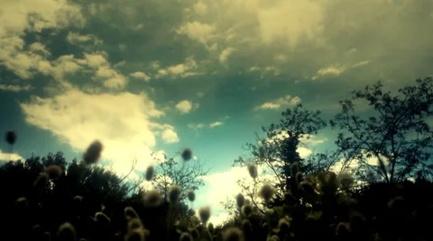 Nature time lapse Stock Footage 36765728